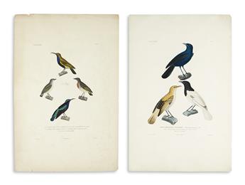 DUPERREY, LOUIS-ISIDORE. Seven hand-colored engraved plates of birds after Prêtre and Prévost
